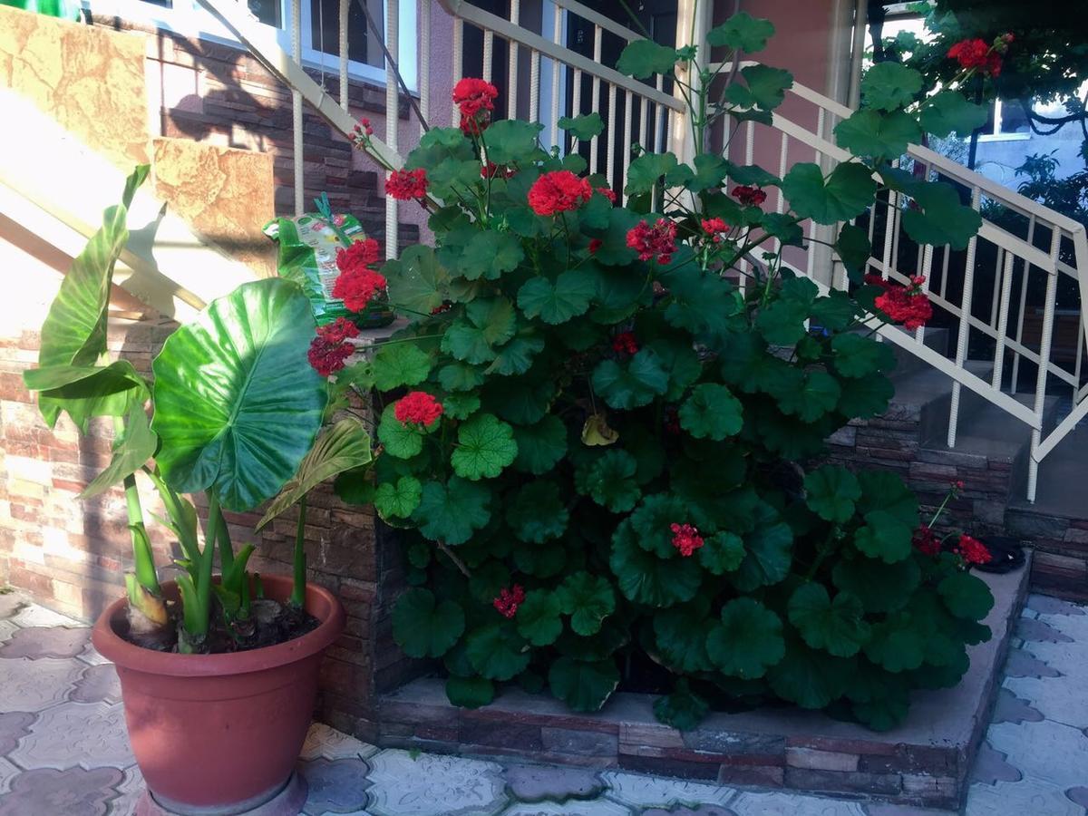 Guest House Lykhny Gagra Esterno foto